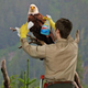 Each bald eagle receives an annual head-rewhitening.